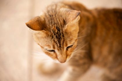 Why Are Your Cat’s Ears Warm? Understanding Normal Temperature Changes and Warning Signs 6 Why Are Your Cat’s Ears Warm? Understanding Normal Temperature Changes and Warning Signs