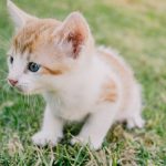 When Do Cats Fur Grow The Most? 3 When Do Cats Fur Grow The Most?