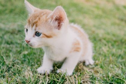 When Does A Cat Stop Growing? 10 When Does A Cat Stop Growing?
