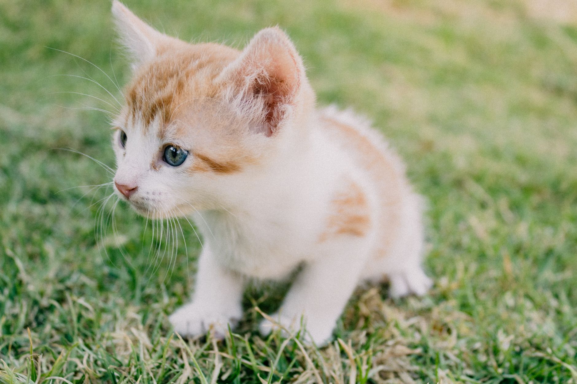 When Do Cats Fur Grow The Most? 1 When Do Cats Fur Grow The Most?