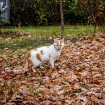 Why Is My Cat Pooping Outside The Litter Tray? 2 Why Is My Cat Pooping Outside The Litter Tray?