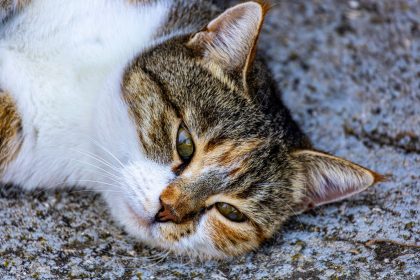 When To Euthanize A Cat With Seizures?