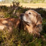 How to Recognize When Your Dog May Be Experiencing Pain 2 How to Recognize When Your Dog May Be Experiencing Pain