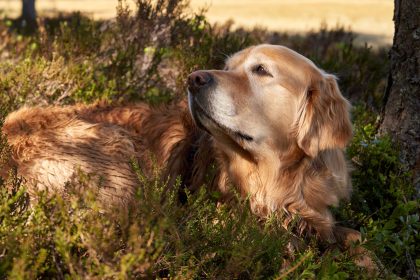 How to Recognize When Your Dog May Be Experiencing Pain 10 How to Recognize When Your Dog May Be Experiencing Pain