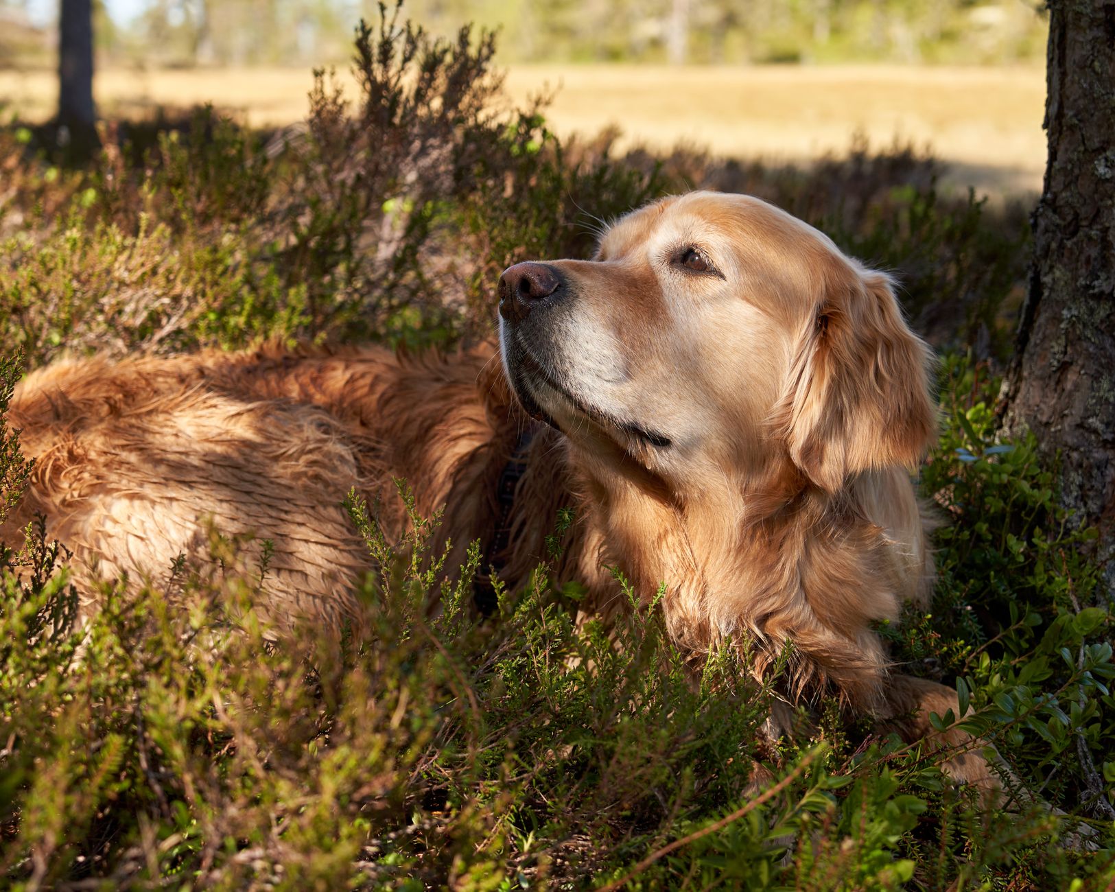 How to Recognize When Your Dog May Be Experiencing Pain