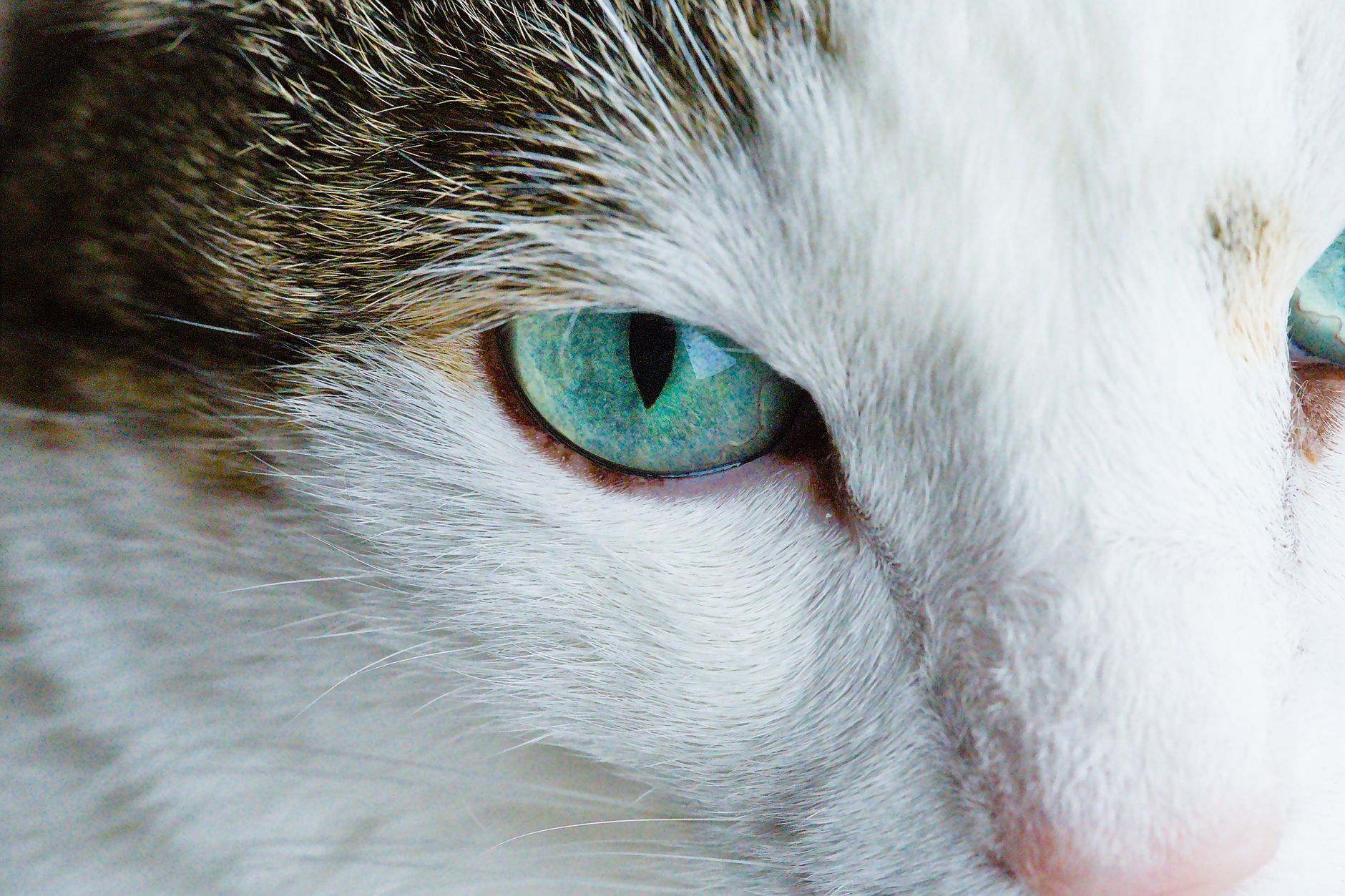 Why Are My Cats Eyes Watering? 1 Why Are My Cats Eyes Watering?