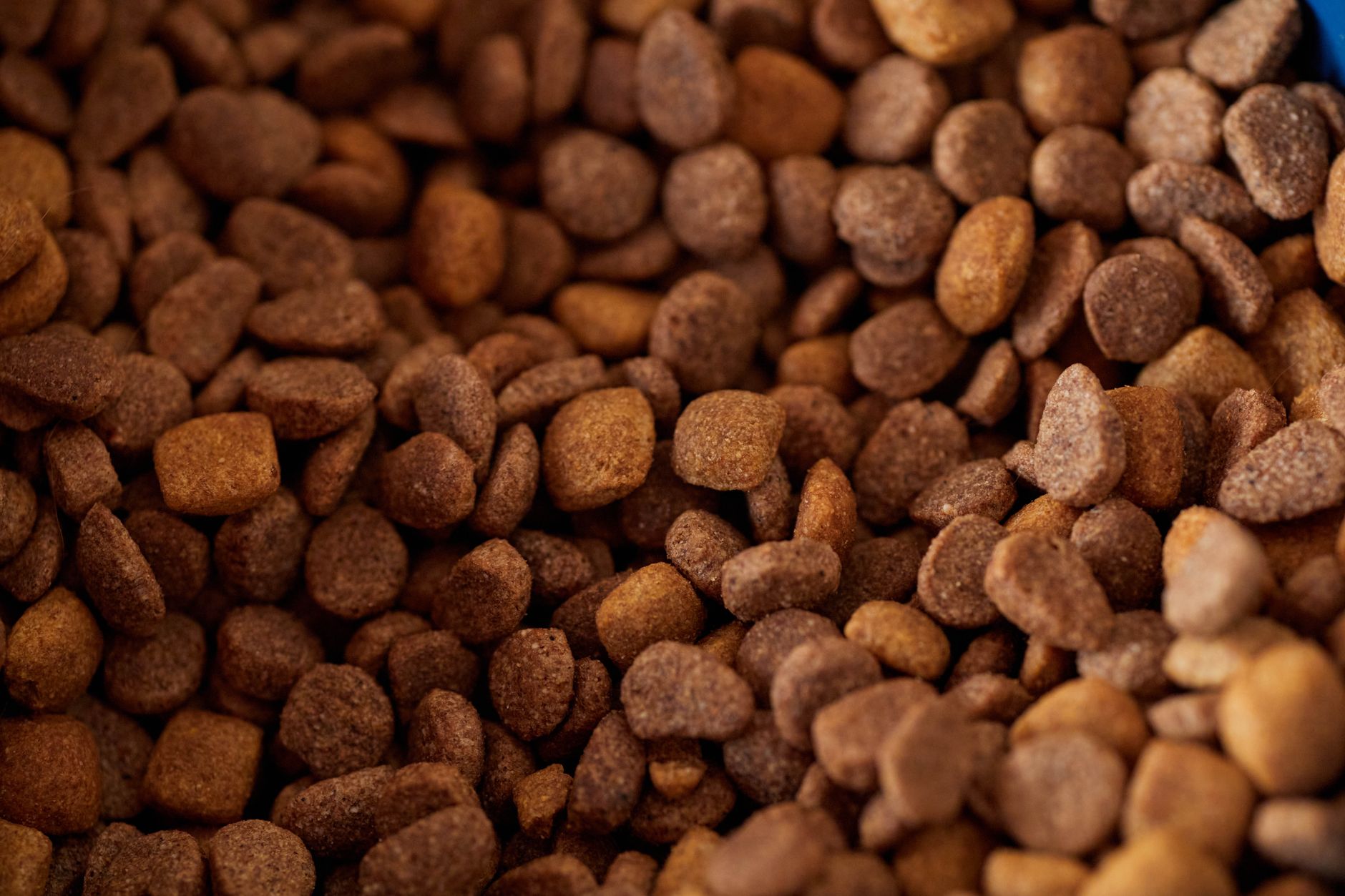 Dog Food Ingredients to Avoid: Understanding What Can Harm Your Dog’s Health