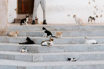 How to Introduce Cats Successfully: A Step-by-Step Guide for Helping Cats Adjust