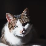 International Cat Day: Date, History, and Ways to Celebrate Our Feline Companions