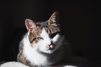 International Cat Day: Date, History, and Ways to Celebrate Our Feline Companions