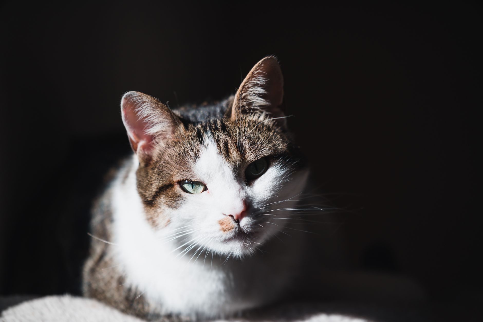 International Cat Day: Date, History, and Ways to Celebrate Our Feline Companions 1 International Cat Day: Date, History, and Ways to Celebrate Our Feline Companions