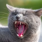 How Many Jaws Does A Cat Have? 2 How Many Jaws Does A Cat Have?