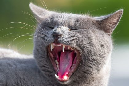 How Many Jaws Does A Cat Have? 6 How Many Jaws Does A Cat Have?