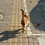 Why Do Cats Tails Fall Off? 2 Why Do Cats Tails Fall Off?