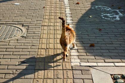 Why Do Cats Tails Fall Off? 4 Why Do Cats Tails Fall Off?