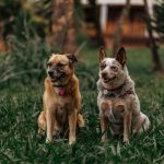 Identifying a Dog Breed: How to Recognize Your Dog’s Possible Ancestry