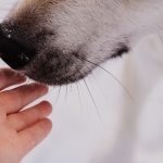 Can Dogs Catch a Cold From People? The Facts Behind Human-to-Dog Illness 3 Can Dogs Catch a Cold From People? The Facts Behind Human-to-Dog Illness