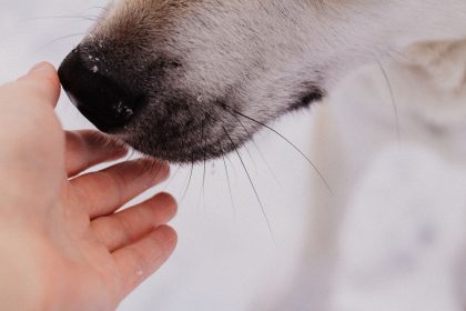 Can Dogs Catch a Cold From People? The Facts Behind Human-to-Dog Illness 8 Can Dogs Catch a Cold From People? The Facts Behind Human-to-Dog Illness