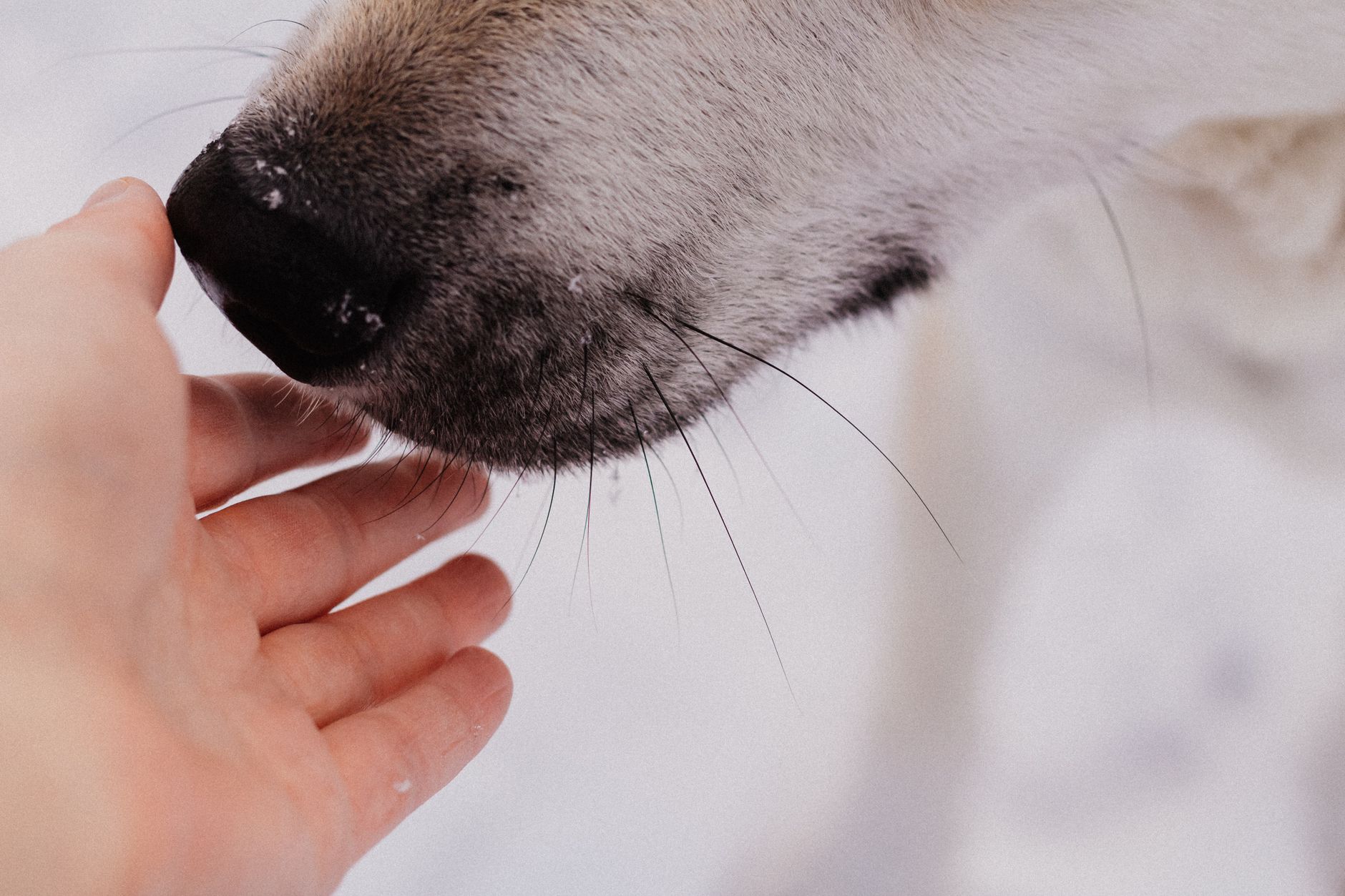 Can Dogs Catch a Cold From Humans? Understanding Respiratory Illness in Pets 1 Can Dogs Catch a Cold From Humans? Understanding Respiratory Illness in Pets