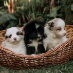 Finding the Right Dog Breed for Your Lifestyle: A Practical Guide Before Adopting