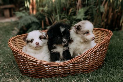 Finding the Right Dog Breed for Your Lifestyle: A Practical Guide Before Adopting