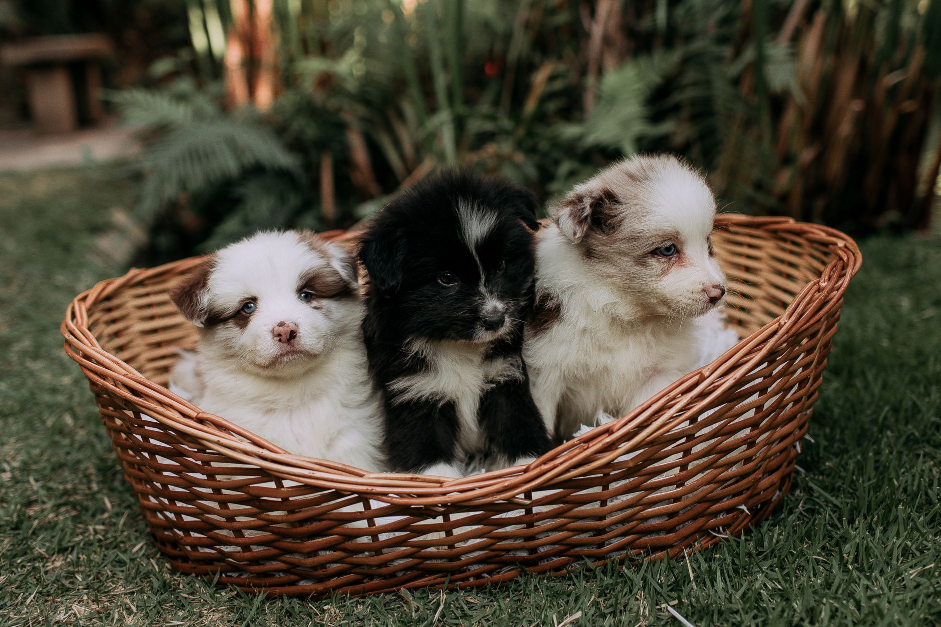 Finding the Right Dog Breed for Your Lifestyle: A Practical Guide Before Adopting 1 Finding the Right Dog Breed for Your Lifestyle: A Practical Guide Before Adopting