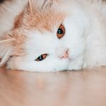 How Do Cats Contract Worms?