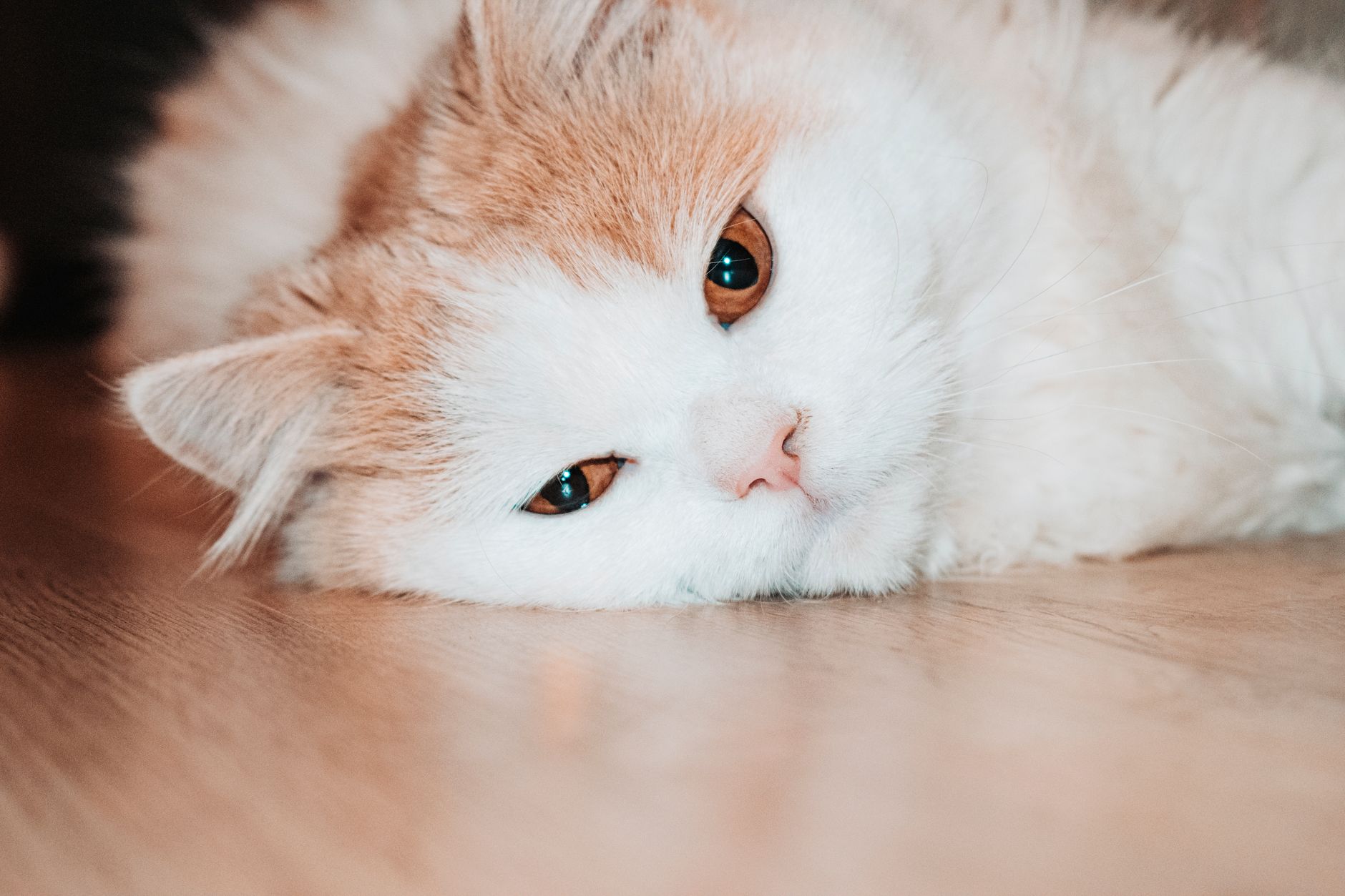 How Do Cats Contract Worms? 1 How Do Cats Contract Worms?