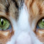 Why Are My Cats Pupils So Big?
