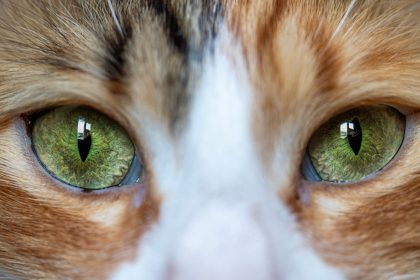 Why Are My Cats Pupils So Big? 10 Why Are My Cats Pupils So Big?