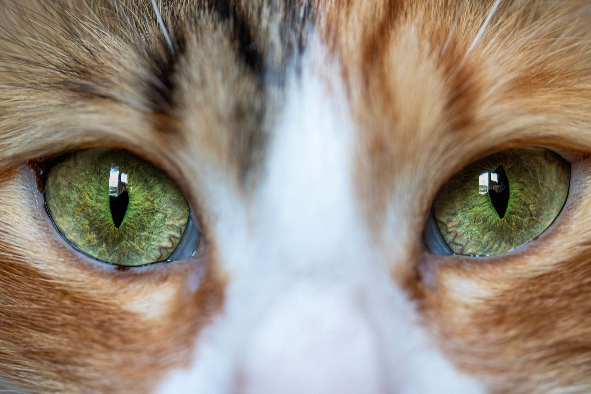 Why Are My Cats Pupils So Big? 1 Why Are My Cats Pupils So Big?