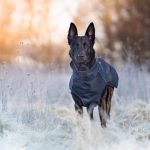 How Cold Is Too Cold for Dogs? Understanding Temperature Risks and Winter Safety 3 How Cold Is Too Cold for Dogs? Understanding Temperature Risks and Winter Safety
