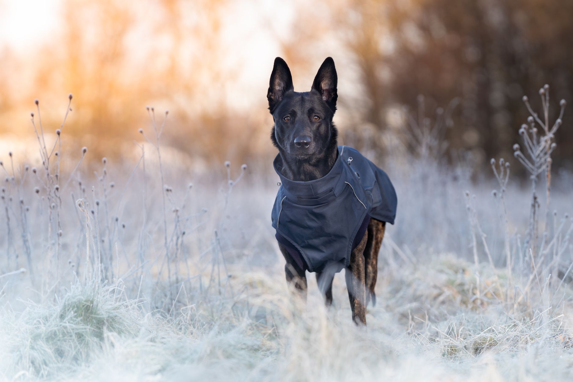 How Cold Is Too Cold for Dogs? Understanding Temperature Risks and Winter Safety 1 How Cold Is Too Cold for Dogs? Understanding Temperature Risks and Winter Safety