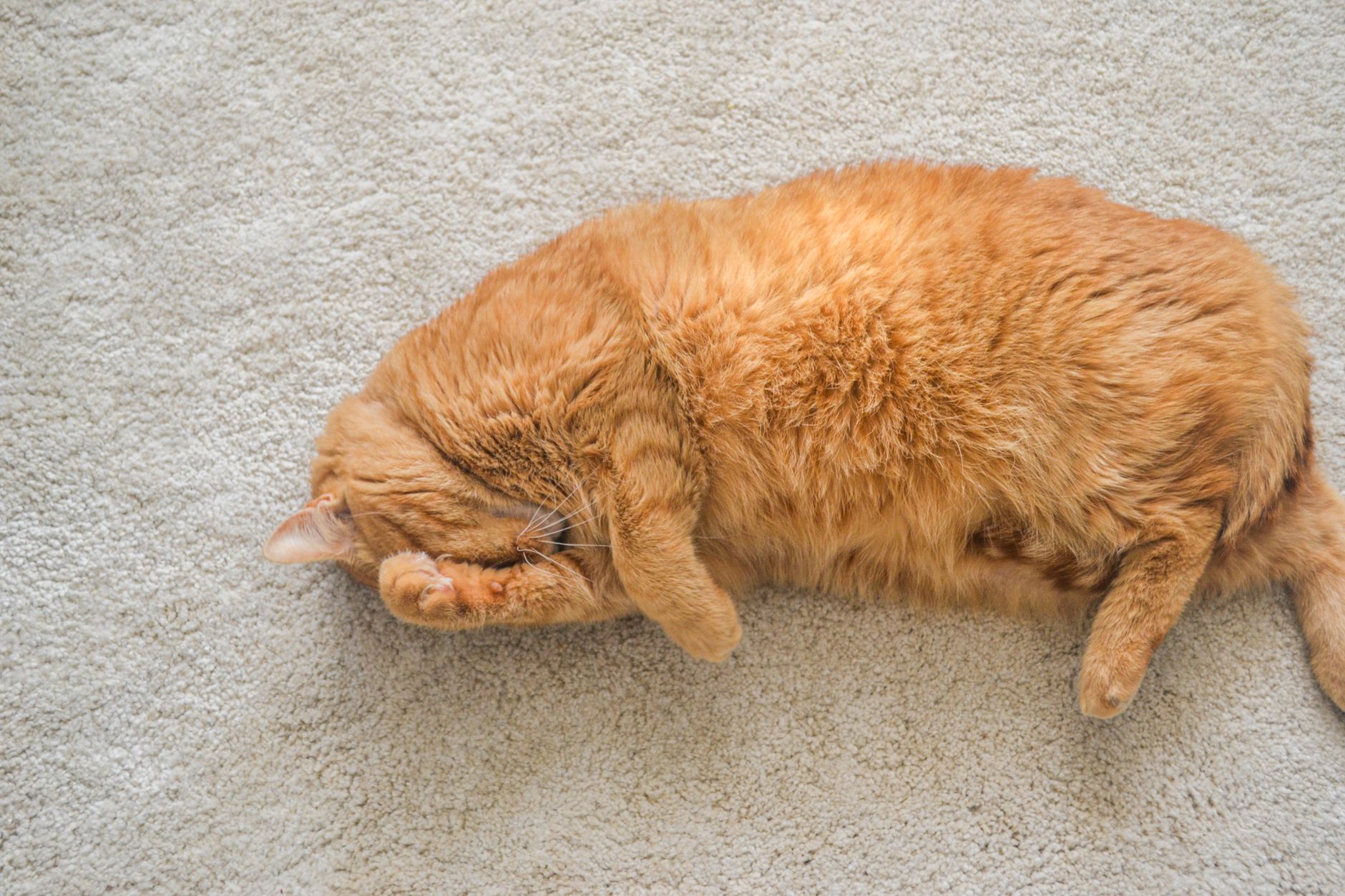 How To Get Rid Of Cat Pee Smell?