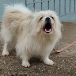 Teaching a Puppy to Bark Less: A Guide to Building Calm Behavior