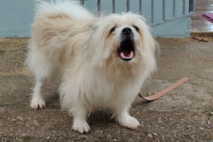 How to Stop Excessive Dog Barking Quickly and Teach Better Behavior 8 How to Stop Excessive Dog Barking Quickly and Teach Better Behavior