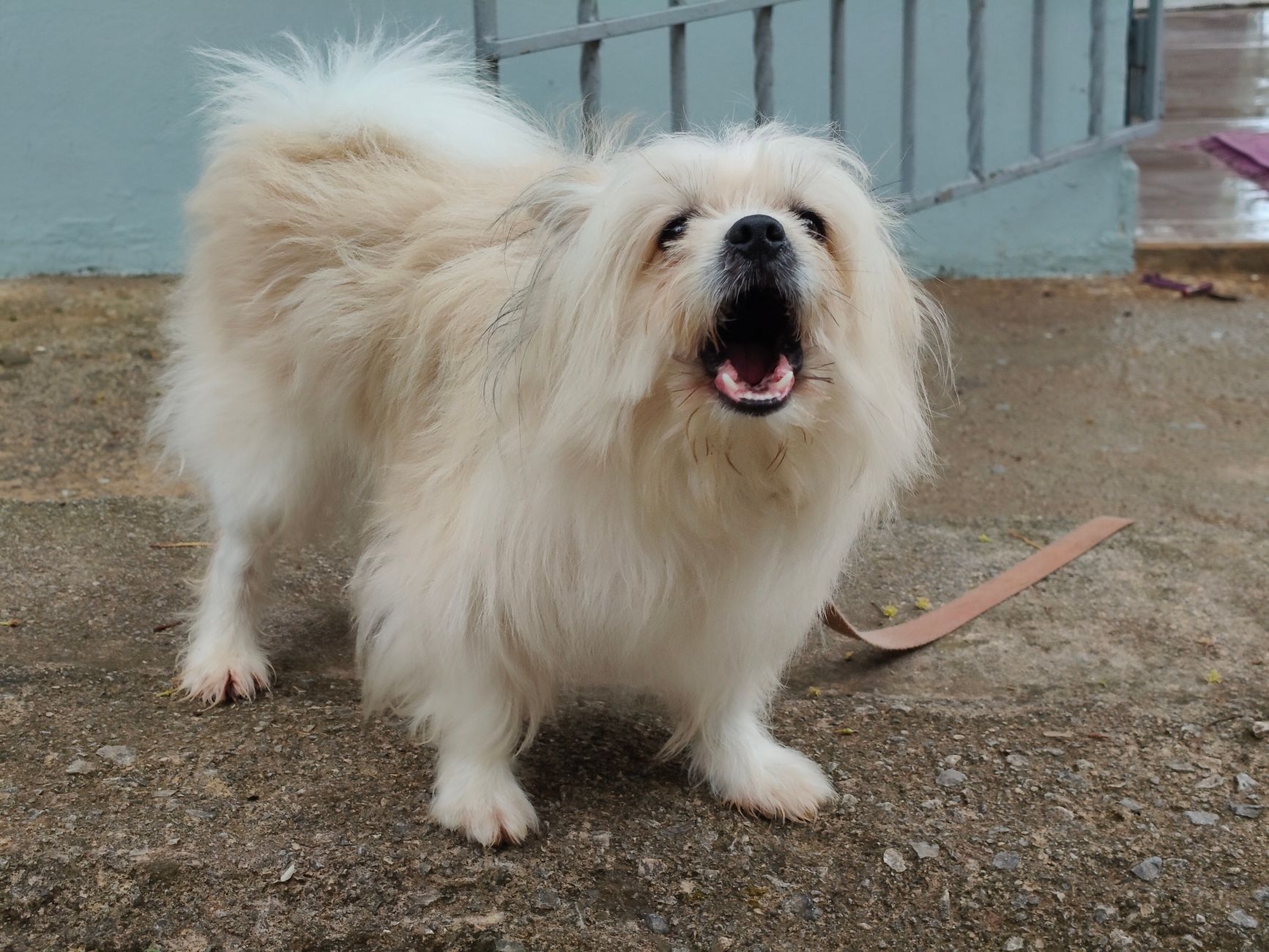 Practical Ways to Reduce Excessive Dog Barking and Encourage Calm Behavior 1 Practical Ways to Reduce Excessive Dog Barking and Encourage Calm Behavior