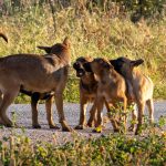 Are All Dogs Considered Canines? Understanding the Difference Between Dogs and the Canine Family