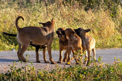 Are All Dogs Considered Canines? Understanding the Difference Between Dogs and the Canine Family 7 Are All Dogs Considered Canines? Understanding the Difference Between Dogs and the Canine Family