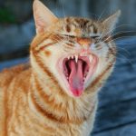 Why Do Cats Open Their Mouth When They Smell? 2 Why Do Cats Open Their Mouth When They Smell?