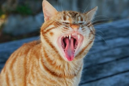 Cat Teeth Explained: How Many Teeth Do Cats Have and Why Their Dental Health Matters 1 Cat Teeth Explained: How Many Teeth Do Cats Have and Why Their Dental Health Matters