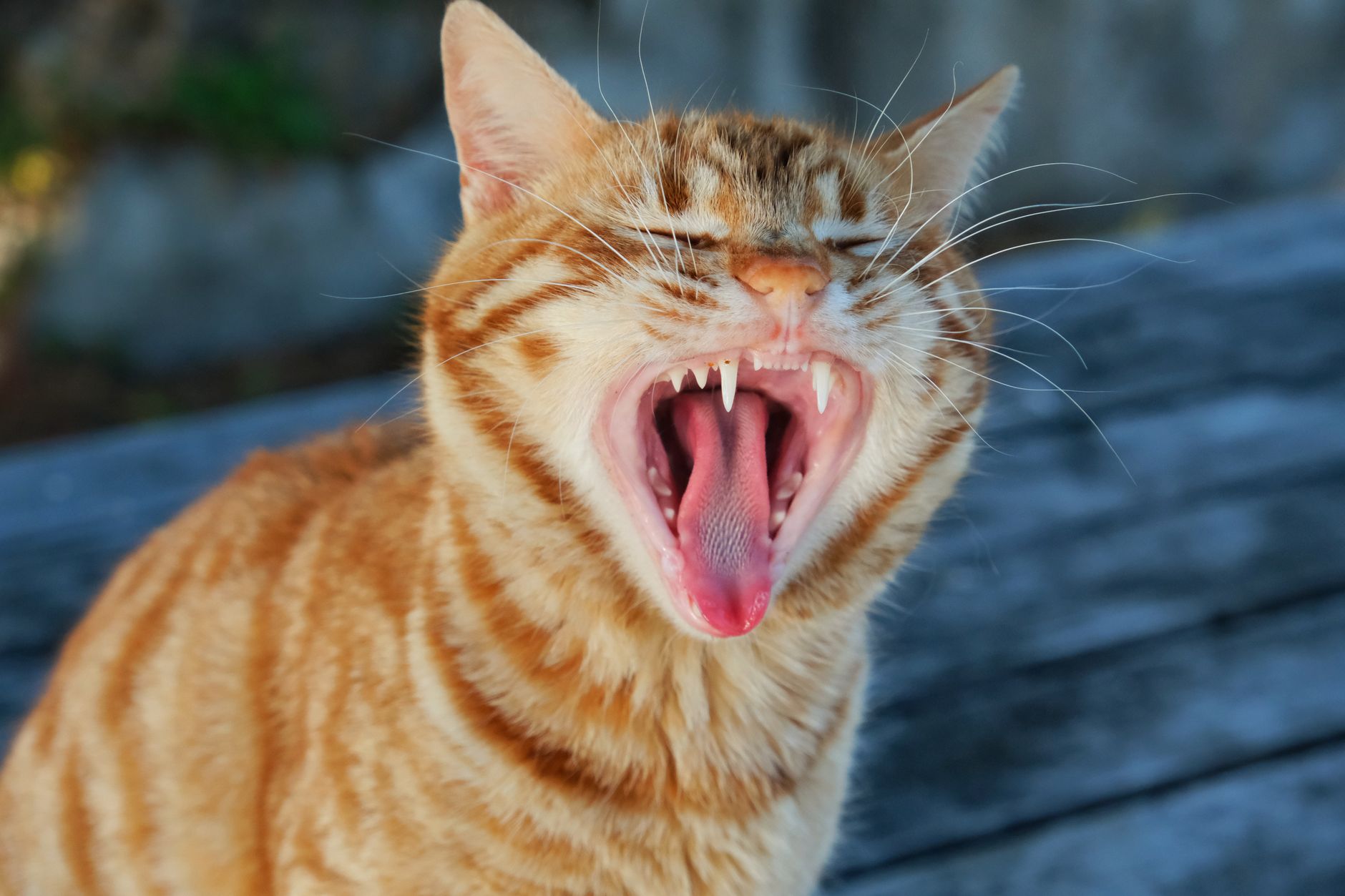 Why Do Cats Open Their Mouth When They Smell? 1 Why Do Cats Open Their Mouth When They Smell?