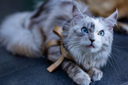 Maine Coon Cat Size Guide: How Large Can This Gentle Giant Breed Become? 4 Maine Coon Cat Size Guide: How Large Can This Gentle Giant Breed Become?