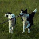 How to Identify Your Dog’s Breed: Understanding Traits, Appearance, and Genetics 2 How to Identify Your Dog’s Breed: Understanding Traits, Appearance, and Genetics