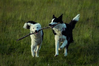 How to Identify Your Dog’s Breed: Understanding Traits, Appearance, and Genetics 6 How to Identify Your Dog’s Breed: Understanding Traits, Appearance, and Genetics