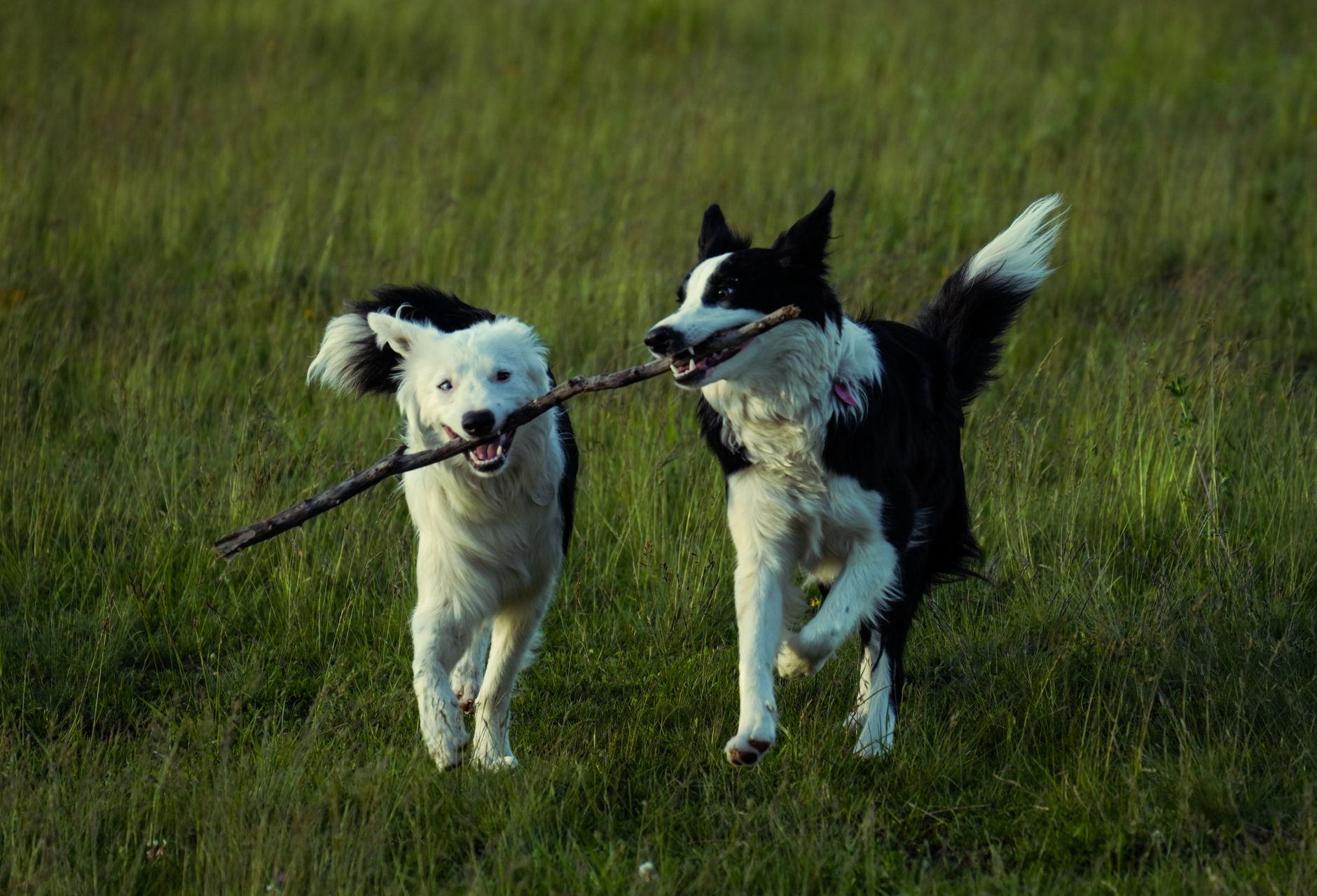 How to Identify Your Dog’s Breed: Understanding Traits, Appearance, and Genetics