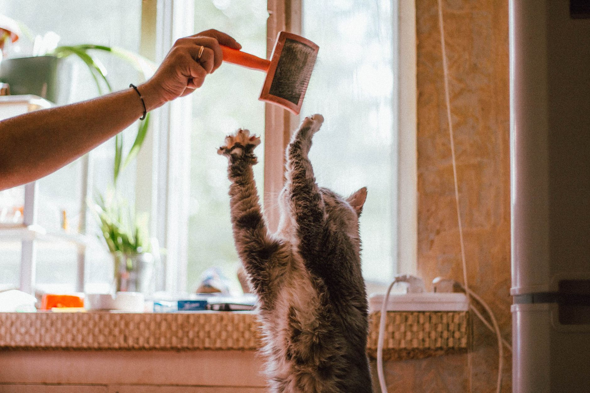 When Do Cats Reach Their Full Size? A Guide to Feline Growth Stages