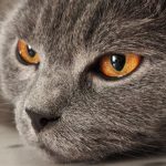How Much Does It Cost to Freeze Dry a Cat? Understanding Pet Preservation Prices and Options 2 pexels photo 37950225
