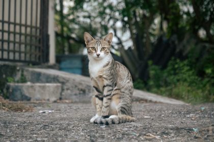 When Does A Male Cat Start Producing Sperm? 1 When Does A Male Cat Start Producing Sperm?