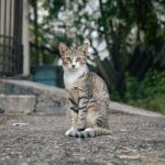 When Do Male Cats Start Spraying? 2 pexels photo 37950289